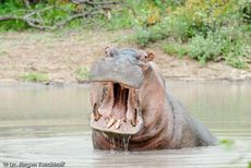 Flusspferd (103 von 104).jpg